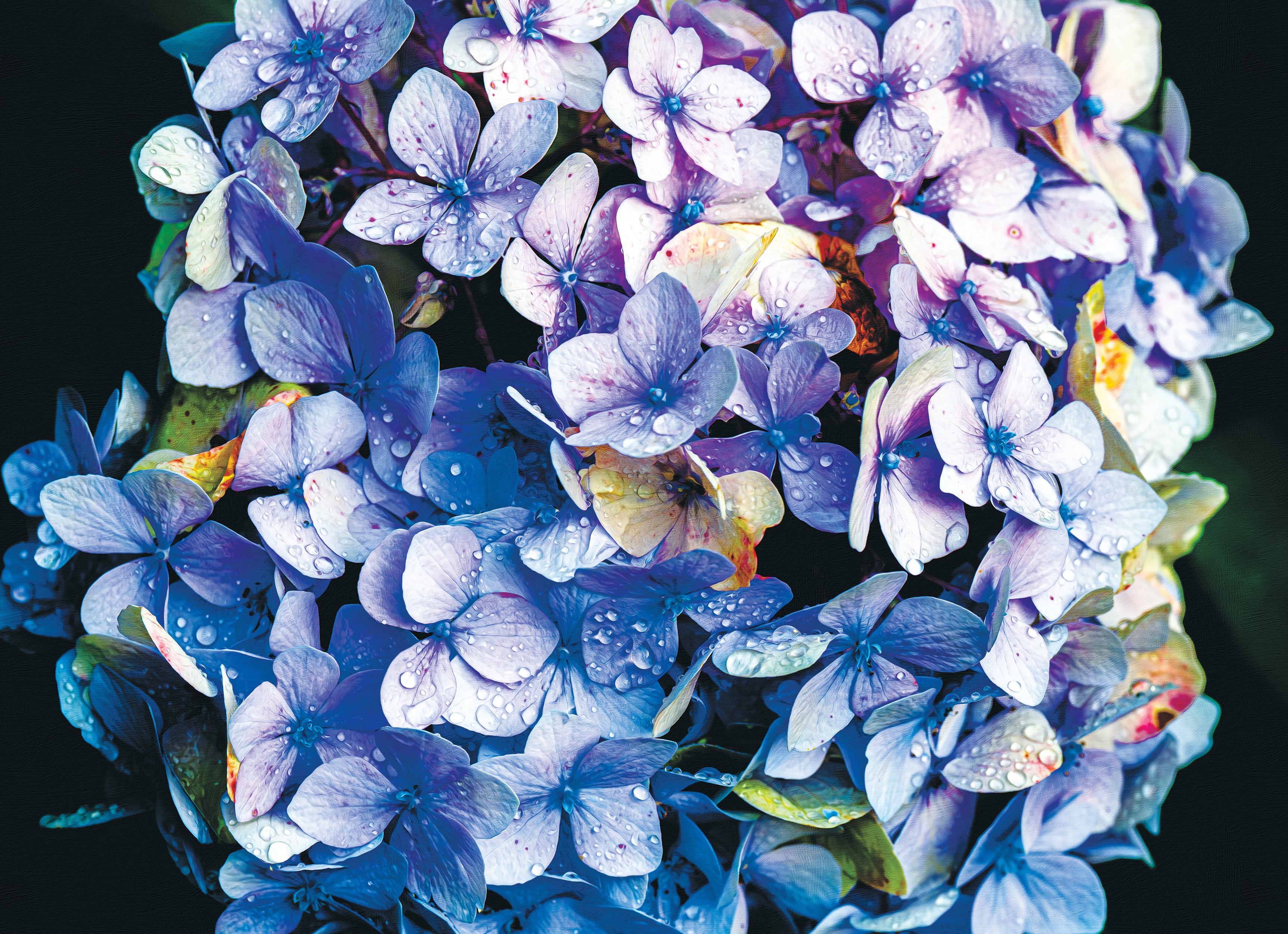 Dew Kissed Hydrangea | 1000-Piece Glare-Free Puzzle for Adults