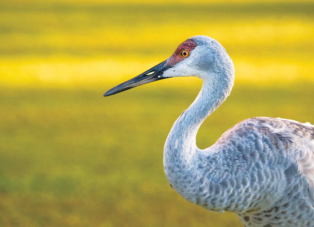 Aether puzzle image of a Sandhill Crane with a blurred background.