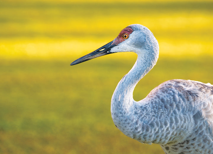 Aether puzzle image of a Sandhill Crane with a blurred background.