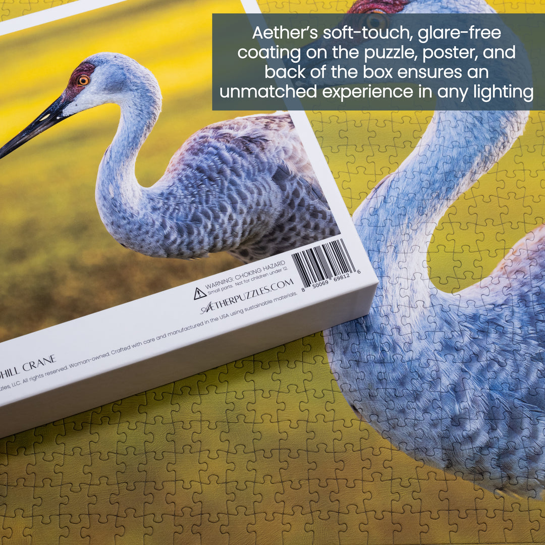 The Sandhill Crane