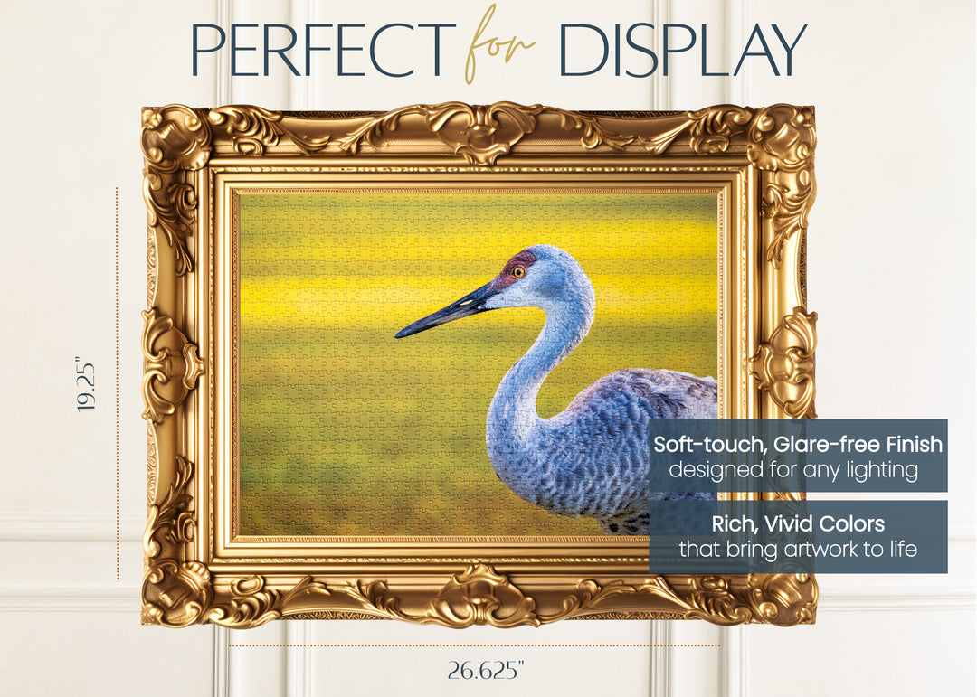 The Sandhill Crane
