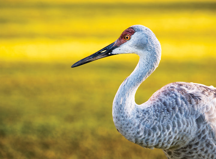 The Sandhill Crane