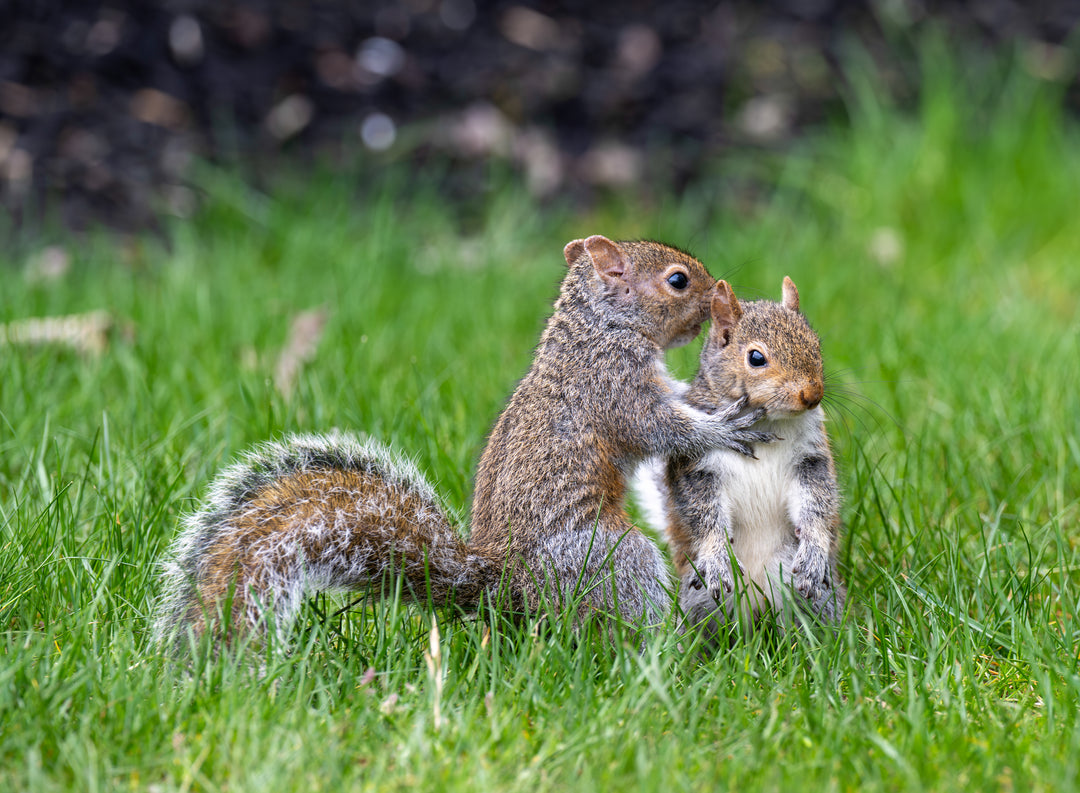 Backyard Mischief