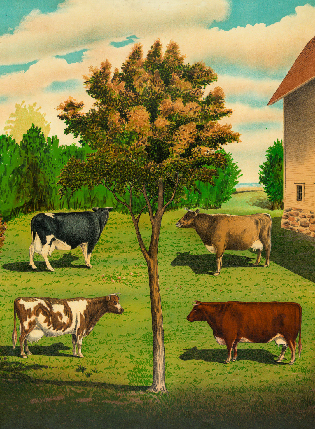 Typical Cows - Vintage Educational Illustration