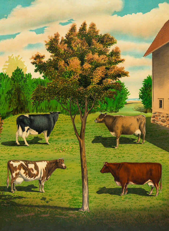 Typical Cows - Vintage Educational Illustration