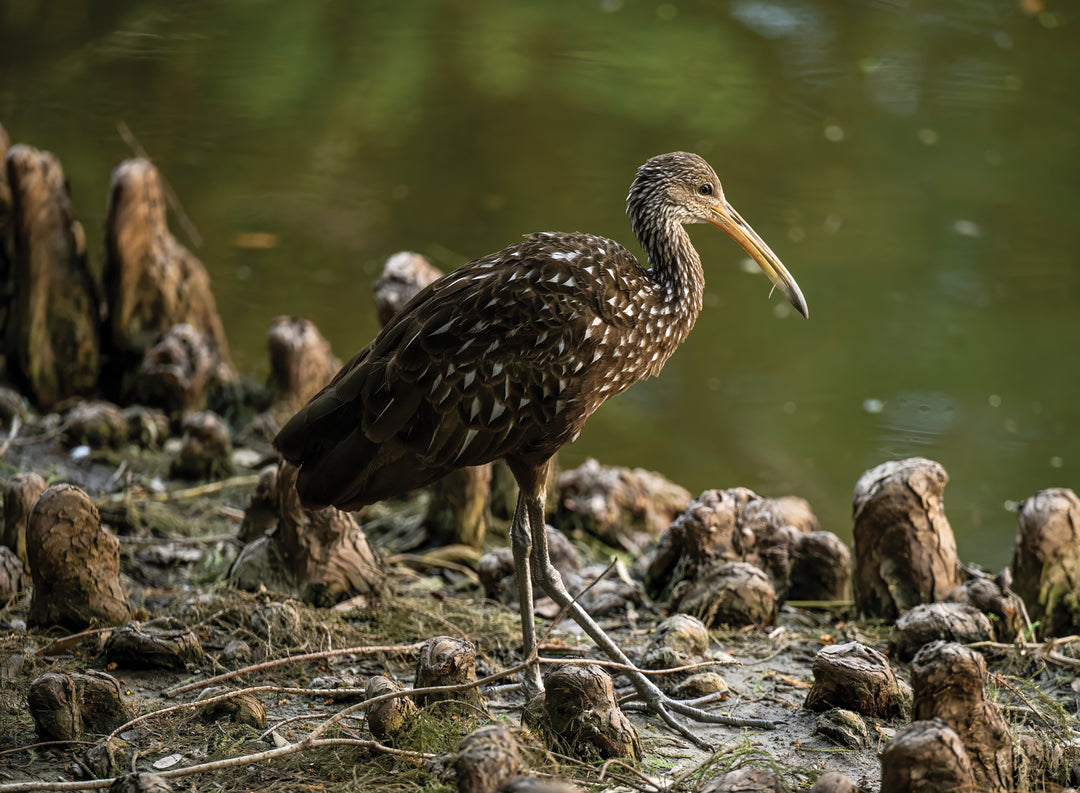 Limpkin at the Water’s Edge