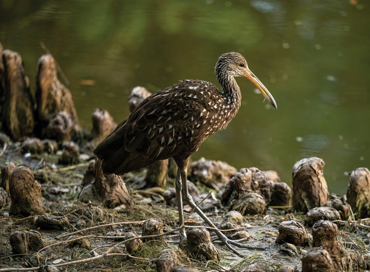 Limpkin at the Water’s Edge
